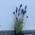 Levanduľa úzkolistá (Lavandula angustifolia) ´HIDCOTE BLUE´ - výška 10-20 cm, kont. P9/P11